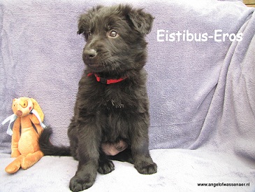 Eistibus, zwarte odh reu van 6 weken